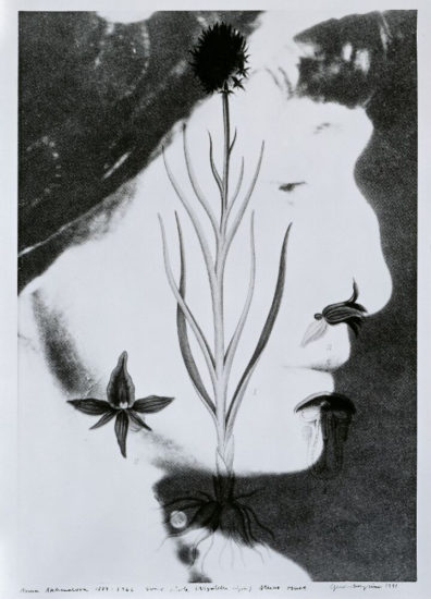 Anna Akhmatova (1889–1966) Svart kurle (Nigritella nigra) sterkt truet, Gerd M. Tinglum. Fotograf: Anne Grete Thoresen