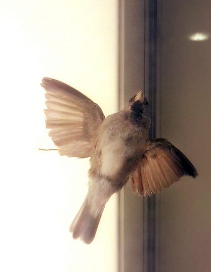 <em>The evergreen sparrow</em>, Sofie Persvik. Photographer: KORO/Cathrine Wang