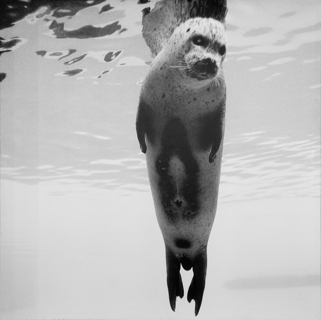 <em>Seal</em>, Per Maning. Photographer: Amanendra Shrestha