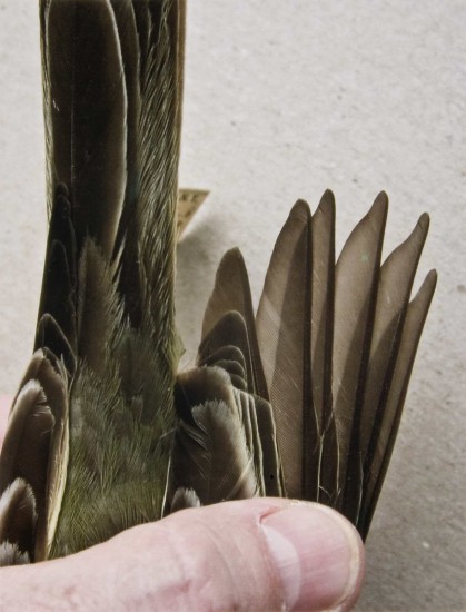 Western kingbird juvenal wing (5), Ane Graff. Fotograf: Ulf Rokkan