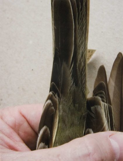 <em>Western kingbird juvenal wing (1)</em>, Ane Graff. Photographer: Arne Borgan Ulf Rokkan