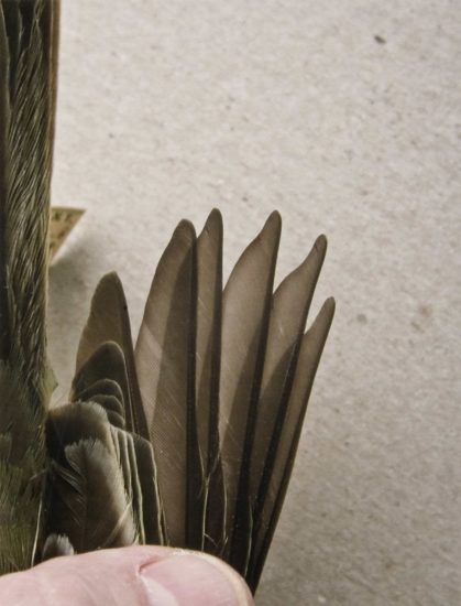 <em>Western kingbird juvenal wing (3)</em>, Ane Graff. Photographer: Arne Borgan Ulf Rokkan