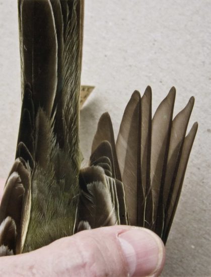 <em>Western kingbird juvenal wing (5)</em>, Ane Graff. Photographer: Arne Borgan Ulf Rokkan