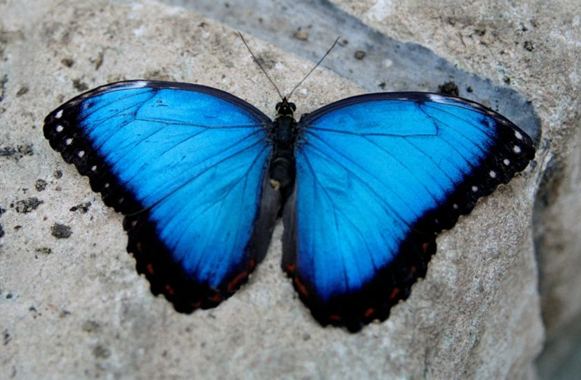 Papillon, Jenny-Marie Johnsen. Fotograf: Jenny Marie Johnsen