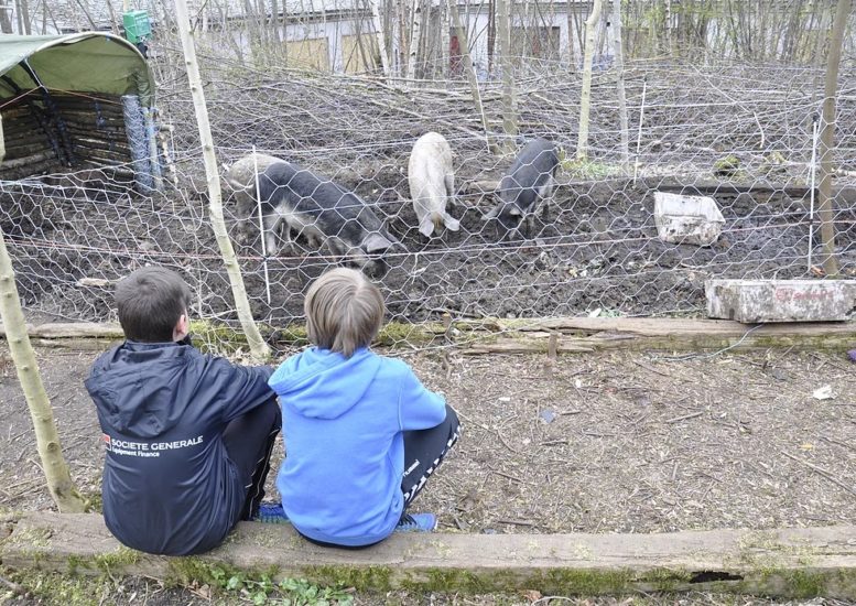 <em>Vågestykke #0 Grisane kjem</em>, Skoleelevar besøker grisane. Photographer: Pål Hoff