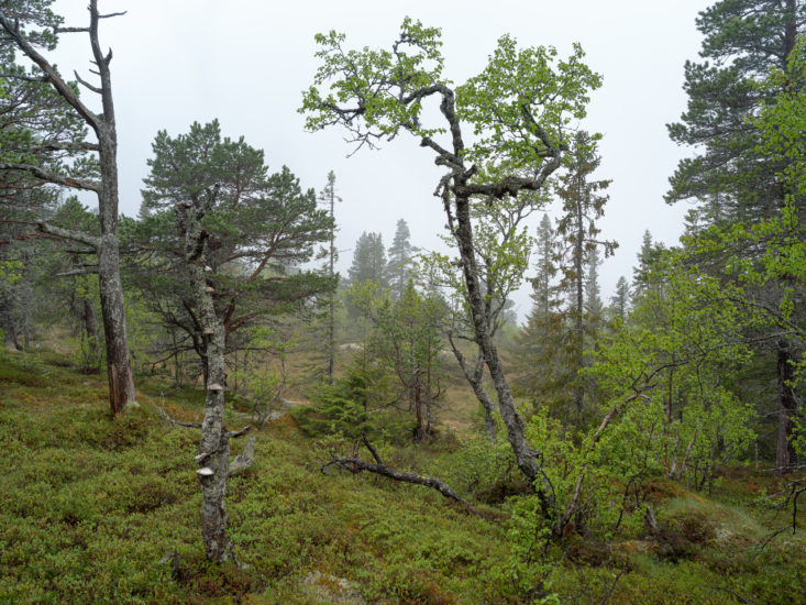 <em>Veståsen 21</em>, Per Berntsen. Photographer: Per Berntsen